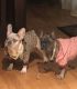 French Bulldog Puppies for sale in Lathrop, CA, USA. price: $4,500