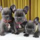 French Bulldog Puppies for sale in Berlin, Germany. price: 500 EUR