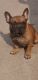 French Bulldog Puppies for sale in Sector N, Ashiyana, Lucknow, Uttar Pradesh 226012, India. price: NA