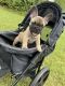 French Bulldog Puppies for sale in Midlothian, VA, USA. price: NA