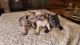 French Bulldog Puppies for sale in Grain Valley, MO, USA. price: $4,500