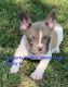 French Bulldog Puppies for sale in Big Cabin, OK, USA. price: NA
