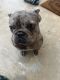 French Bulldog Puppies for sale in Princeton, FL 33032, USA. price: $10,000
