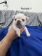 French Bulldog Puppies for sale in Burley, ID, USA. price: NA