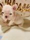French Bulldog Puppies for sale in Coolidge, AZ 85128, USA. price: NA