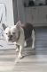 French Bulldog Puppies for sale in Pennsauken Township, NJ, USA. price: NA