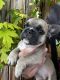 French Bulldog Puppies for sale in Idaho Falls, ID, USA. price: $2,500