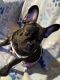 French Bulldog Puppies for sale in Polk City, FL 33868, USA. price: $1,500