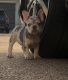 French Bulldog Puppies for sale in College Station, TX, USA. price: $4,500