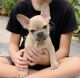 French Bulldog Puppies for sale in Sunrise, FL, USA. price: $2,500