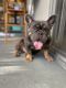 French Bulldog Puppies for sale in Glendale, CA, USA. price: $4,500