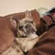 French Bulldog Puppies for sale in Ogden, UT, USA. price: $5,000
