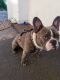 French Bulldog Puppies for sale in Anderson, IN, USA. price: $100,000