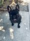 French Bulldog Puppies for sale in Moreno Valley, CA, USA. price: $2,000