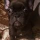 French Bulldog Puppies for sale in 17333 Valley Blvd, Fontana, CA 92335, USA. price: NA