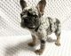 French Bulldog Puppies for sale in Sugar Land, TX, USA. price: NA