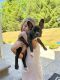 French Bulldog Puppies for sale in Strongsville, OH 44136, USA. price: $1,000