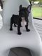 French Bulldog Puppies for sale in Williston, FL 32696, USA. price: NA
