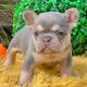 French Bulldog Puppies for sale in Asheboro, NC, USA. price: $5,500
