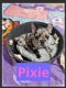 French Bulldog Puppies for sale in Montreal Ave, Staten Island, NY 10306, USA. price: NA