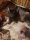 French Bulldog Puppies for sale in 17333 Valley Blvd, Fontana, CA 92335, USA. price: NA