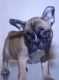 French Bulldog Puppies for sale in Fairfield, CT, USA. price: $1,800