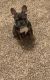 French Bulldog Puppies for sale in Pensacola, FL, USA. price: $2,800