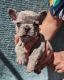 French Bulldog Puppies for sale in Hemet, CA, USA. price: $3,500