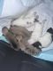French Bulldog Puppies for sale in Rialto, CA, USA. price: $7,000