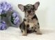 French Bulldog Puppies for sale in CA-1, Long Beach, CA, USA. price: $650