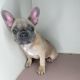 French Bulldog Puppies for sale in Loganville, GA 30052, USA. price: NA