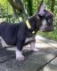 French Bulldog Puppies for sale in Bristol, CT 06010, USA. price: NA