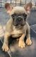 French Bulldog Puppies for sale in Fredericksburg, VA 22401, USA. price: $4