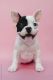 French Bulldog Puppies for sale in Bridgeport, CT, USA. price: $600