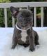 French Bulldog Puppies for sale in Mt Croghan, SC 29727, USA. price: $650
