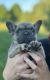 French Bulldog Puppies for sale in 6808 56th Ave, Hudsonville, MI 49426, USA. price: NA