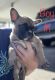 French Bulldog Puppies for sale in Jackson, TN, USA. price: NA
