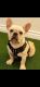 French Bulldog Puppies for sale in Palmdale, CA, USA. price: NA