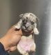 French Bulldog Puppies for sale in Plainfield, NJ, USA. price: $1,000