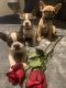 French Bulldog Puppies for sale in Killeen, TX, USA. price: $3,000