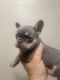 French Bulldog Puppies for sale in 6296 NW 186th St, Hialeah, FL 33015, USA. price: $1,950