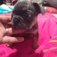 French Bulldog Puppies for sale in Long Beach, CA, USA. price: $20,005,000