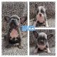 French Bulldog Puppies for sale in Newman, CA 95360, USA. price: $23