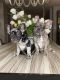 French Bulldog Puppies for sale in Incline Village, NV 89451, USA. price: $20,000