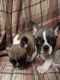 French Bulldog Puppies for sale in Bedford, VA 24523, USA. price: NA