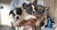 French Bulldog Puppies for sale in Visalia, CA, USA. price: NA