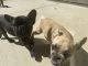 French Bulldog Puppies for sale in 3030 Headland Dr, Atlanta, GA 30311, USA. price: NA