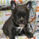 French Bulldog Puppies for sale in S Carolina St, Avon Park, FL 33825, USA. price: $500