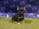French Bulldog Puppies for sale in Duncanville, TX, USA. price: NA