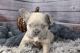 French Bulldog Puppies for sale in Portland, OR, USA. price: NA